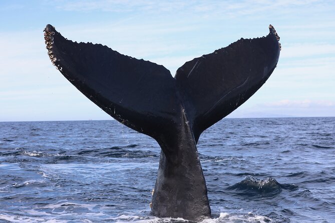 Supreme 2hr Whale/Dolphin Watching Newport Beach, 6 Person Max - Meeting Point