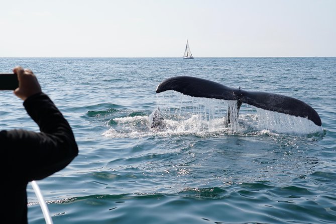 Supreme 2hr Whale/Dolphin Watching Newport Beach, 6 Person Max - Additional Information