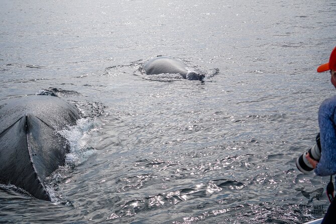 Supreme 2hr Whale/Dolphin Watching Newport Beach, 6 Person Max - Tour Reviews