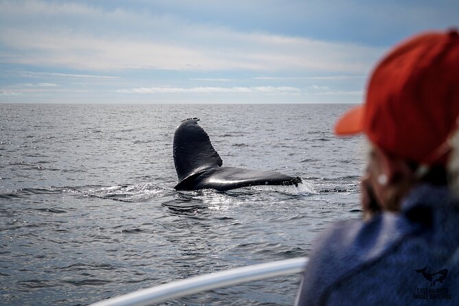 Supreme 2hr Whale/Dolphin Watching Newport Beach, 6 Person Max - Booking and Reservations