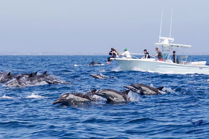 Supreme 2hr Whale/Dolphin Watching Newport Beach, 6 Person Max - What to Expect