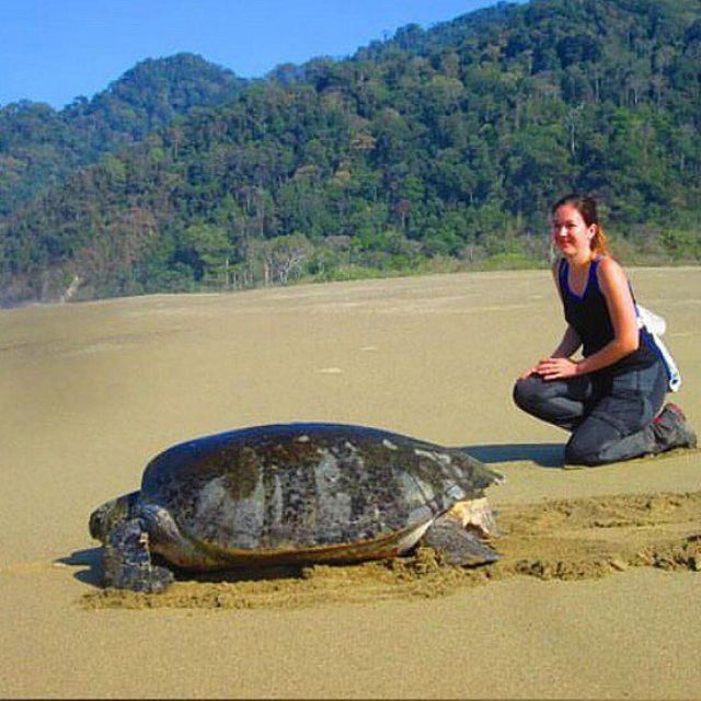 Surabaya : 4 Days Mt Bromo Ijen & Sukamade Turtle Drop Bali - Key Points