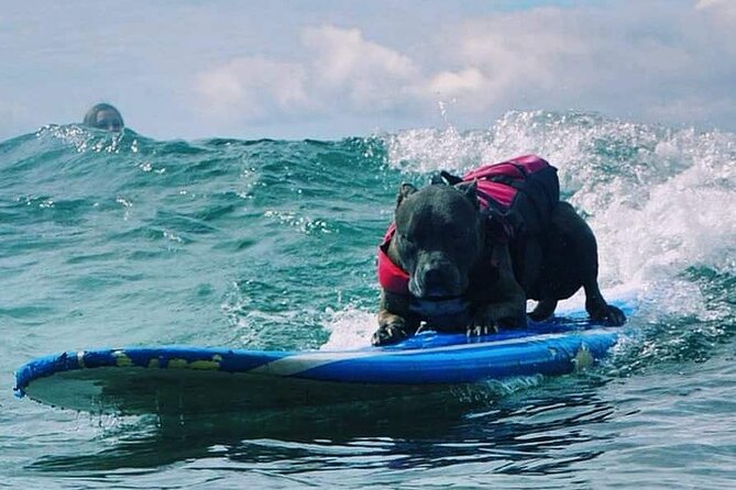 Surf With a Service Animal - Meeting and End Point Details