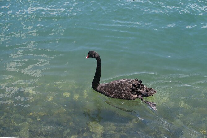 Surfers Paradise Sightseeing Midday River Cruise - Practical Details and Tips