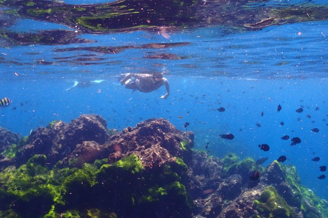 Surin Island Snorkeling by Speedboat From Khao Lak - Pickup and Timing