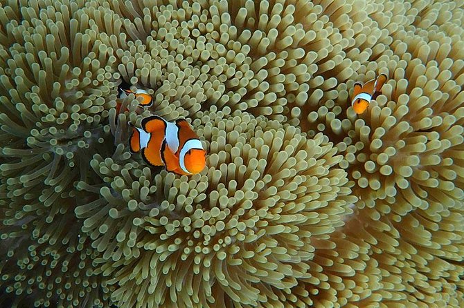 Surin Islands 3 Days 2 Nights Trip From Phuket - Transportation