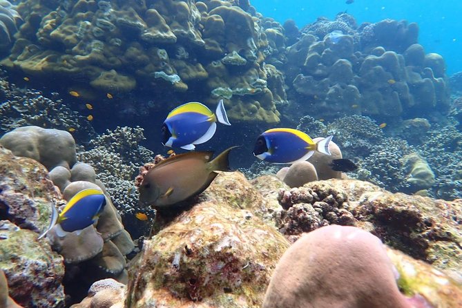Surin Islands- Early Bird Snorkeltour From Khao Lak in English, French, German, Italian - Tour Inclusions