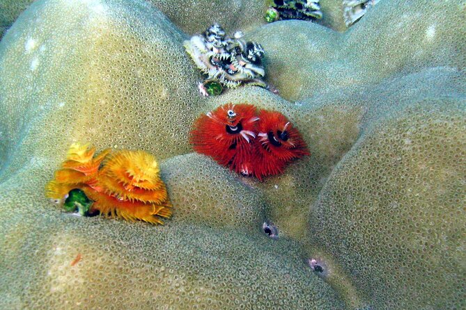 Surin Islands- Early Bird Snorkeltour From Khao Lak in English, French, German, Italian - Health and Safety