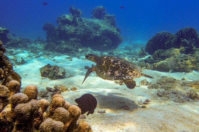 Surin Islands- Early Bird Snorkeltour From Khao Lak in English, French, German, Italian - Booking Information