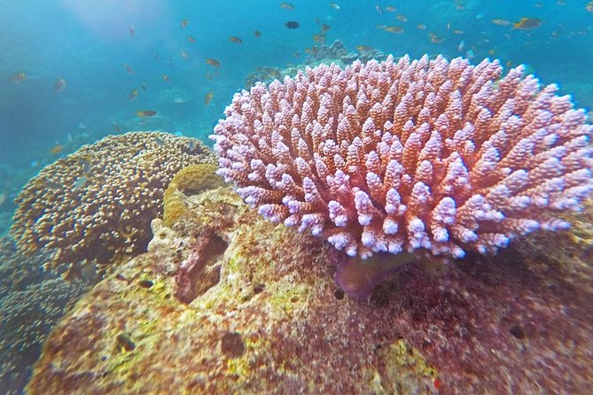 Surin Islands Snorkel Tour by Seastar Andaman From Khao Lak - Friendly and Organized Crew