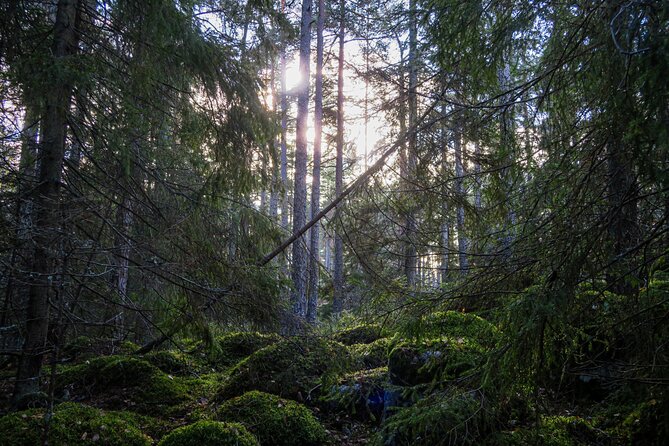 Survival Hike and Tour of Tyresta National Park - Participation Guidelines