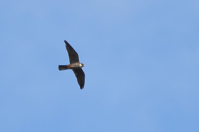 Sussex Birdwatching Private Guided Day Tour - Accessibility