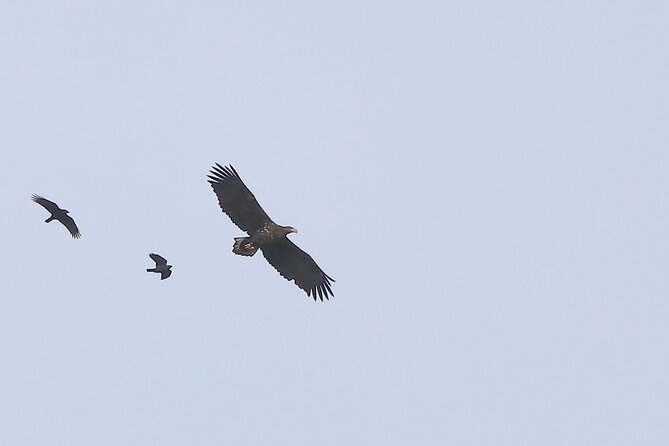 Sussex Birdwatching Private Guided Day Tour - Booking Information