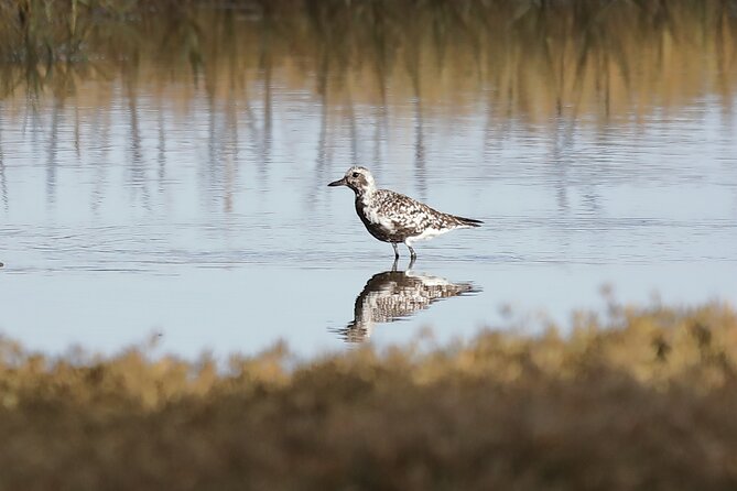 Sussex Birdwatching Private Guided Day Tour - Birdwatching Highlights