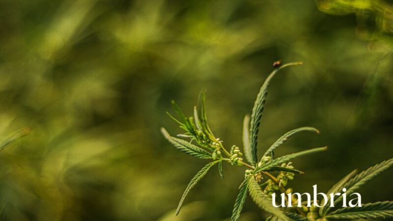 Sustainable Fiber and Yarns Course in Umbria - Additional Information