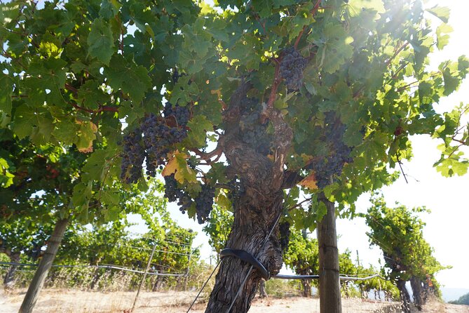 Sustainable Wine and Distillery Tour With Lunch - Additional Information