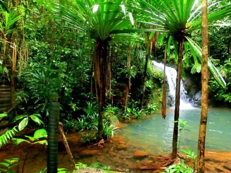 Suva: Fijian Nature and Waterfall Tour - What to Expect from the Fiji Waterfall & Nature Tour