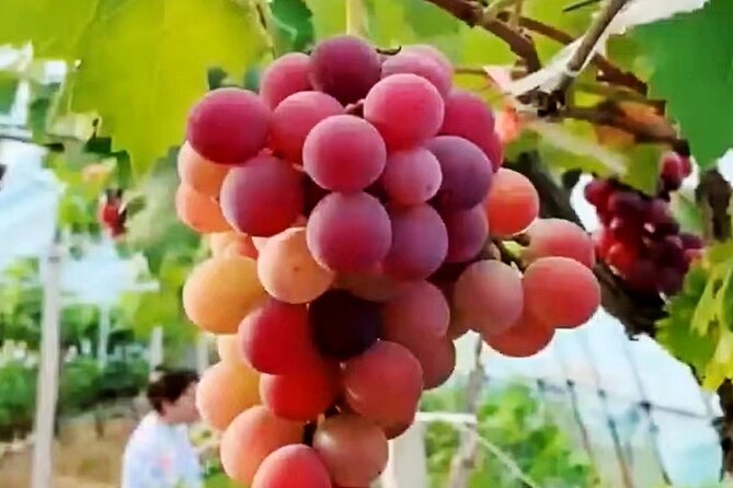 Suzhou Eco Village Private Day Tour With Lunch and Fruit Picking Option - Transportation and Pickup Details