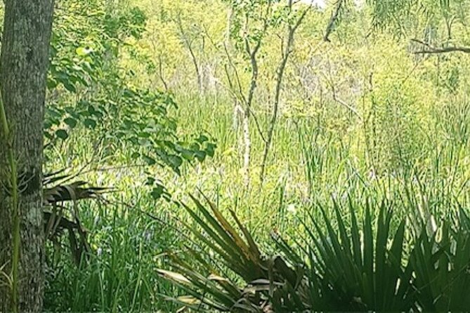 Swamp - Eco - Cruise and Walking Tour - Tips for a Great Experience