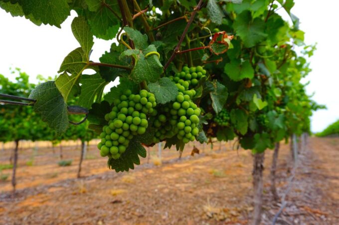 Swan Valley: Half-Day Wine Tour From Perth - Wineries and Tastings