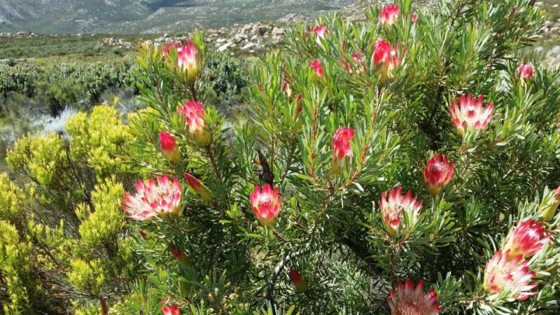Swartberg: Half Day Swartberg Pass and Private Guided Tour - Descent to the Tee Berg Lookout