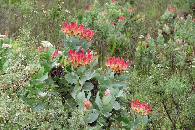 Swartberg Mountain Circular ALL Inclusive PRIVATE Day Tour - Tour Details