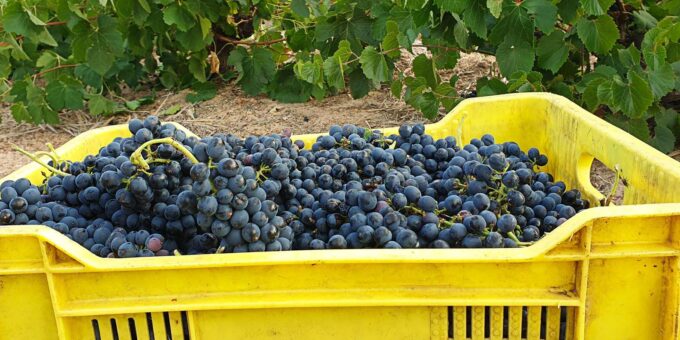 Swartland. Private Wine Tour With Winemaker. - Pickup and Drop-off Locations