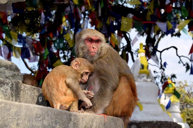 Swayambhunath and Patan Durbar Square Half Day Tour in Kathmandu - Patan Museum
