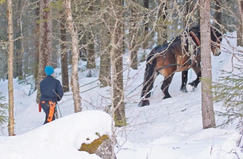 Sweden: Work in the Forest With Horses - Good To Know