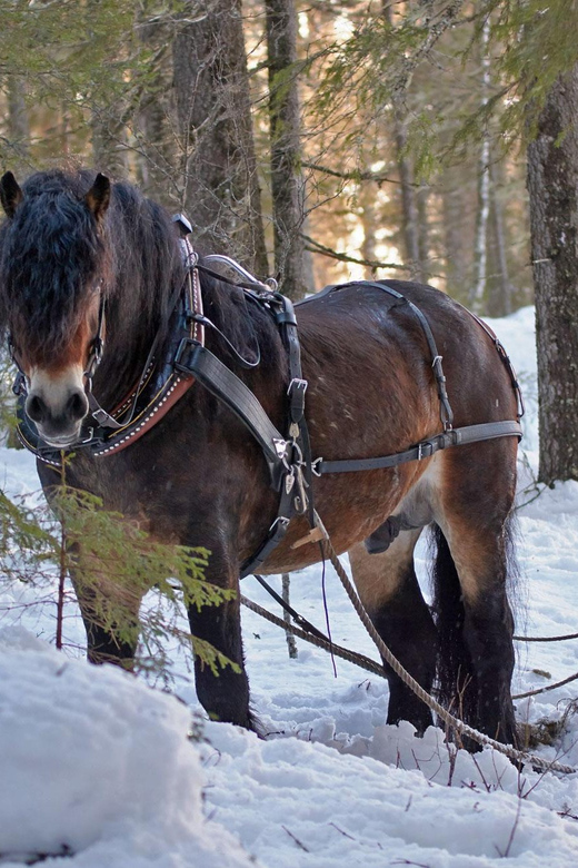 Sweden: Work in the Forest With Horses - Getting to Backfors Gård