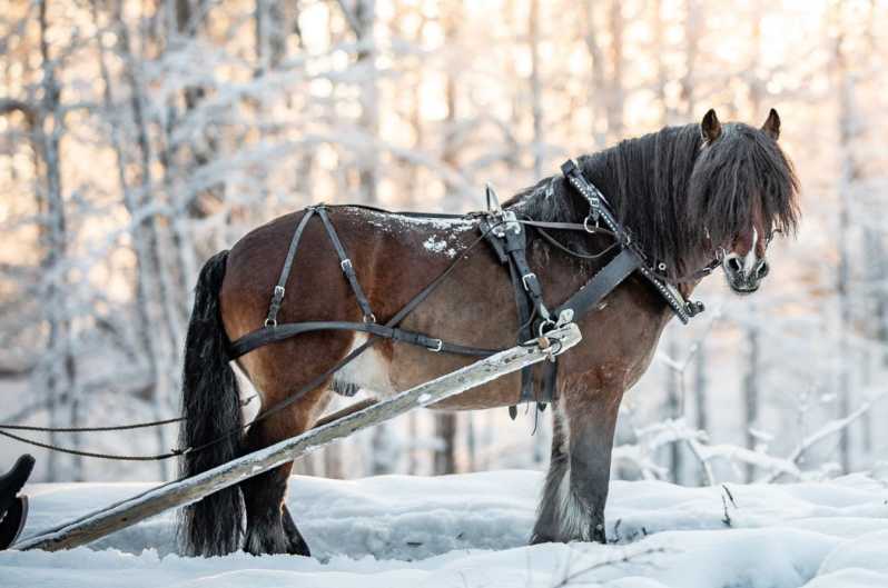 Sweden: Work in the Forest With Horses - Preparing the North Swedish Horses