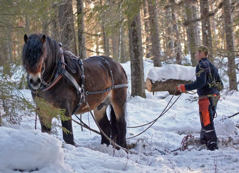 Sweden: Work in the Forest With Horses - Important Considerations