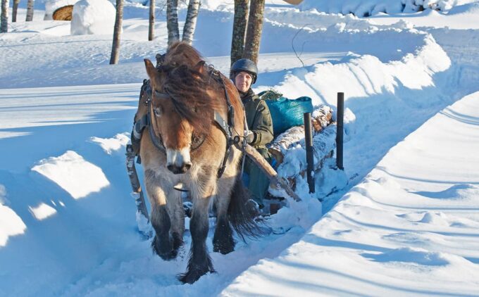 Sweden: Work in the Forest With Horses - Frequently Asked Questions