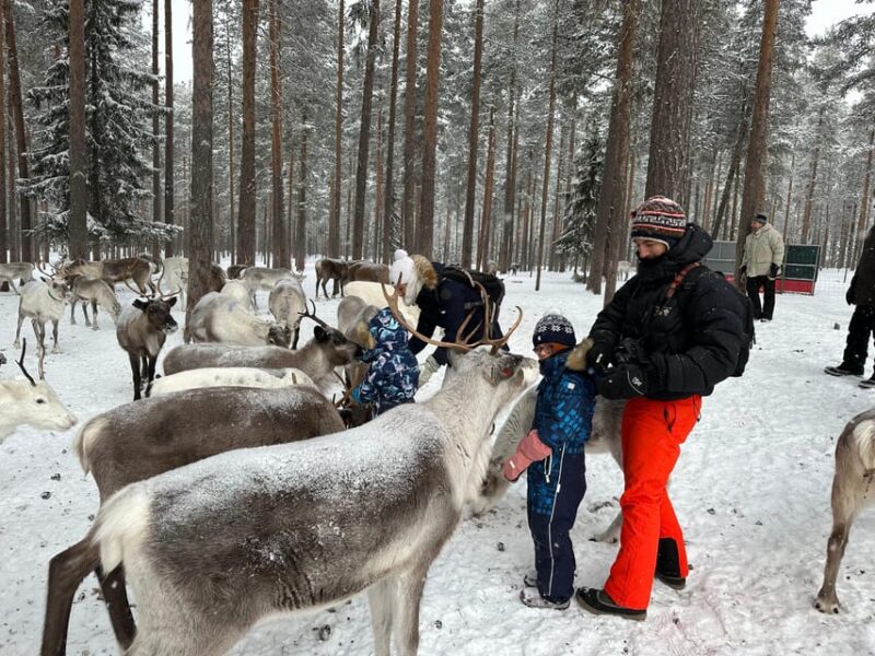 Swedish Lapland : Sled Dog and Reindeer Farm With the Family - Itinerary Highlights