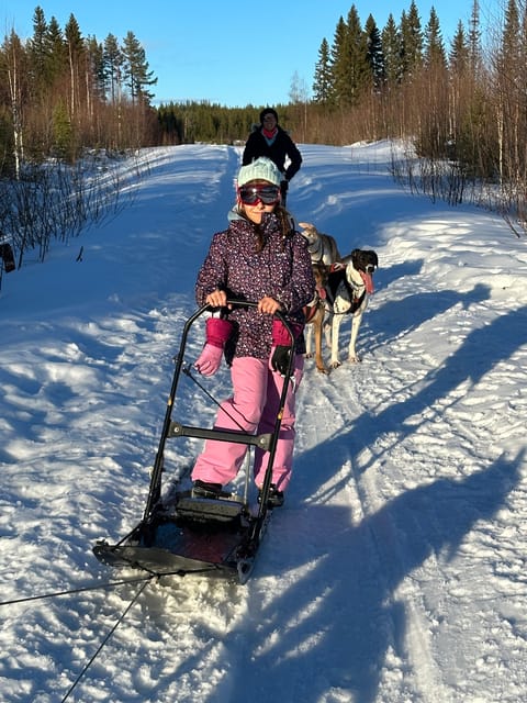 Swedish Lapland : Sled Dog and Reindeer Farm With the Family - Family-friendly Activities