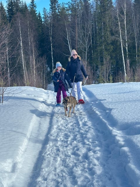 Swedish Lapland : Sled Dog and Reindeer Farm With the Family - Sled Dog Driving