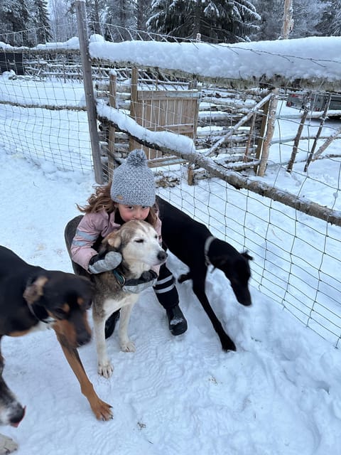 Swedish Lapland : Sled Dog and Reindeer Farm With the Family - Accommodation and Meals