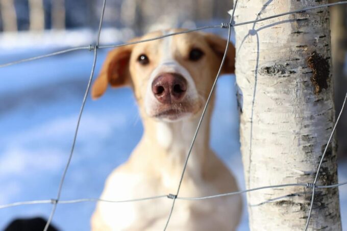 Swedish Lapland : Sled Dog and Reindeer Farm With the Family - Frequently Asked Questions