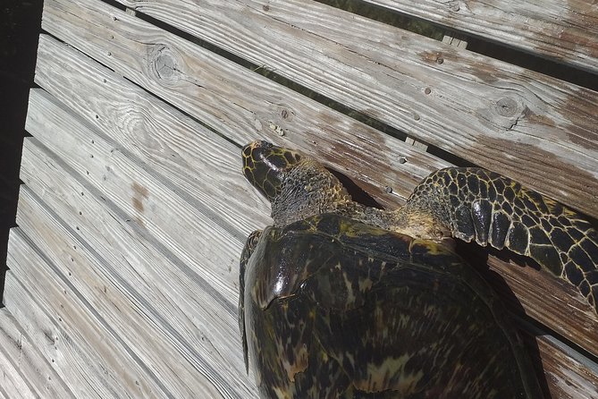Sweetings Cay Mangrove Kayaking and Turtles - Overview and Experience
