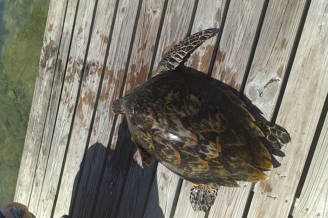 Sweetings Cay Mangrove Kayaking and Turtles - Customer Feedback and Ratings