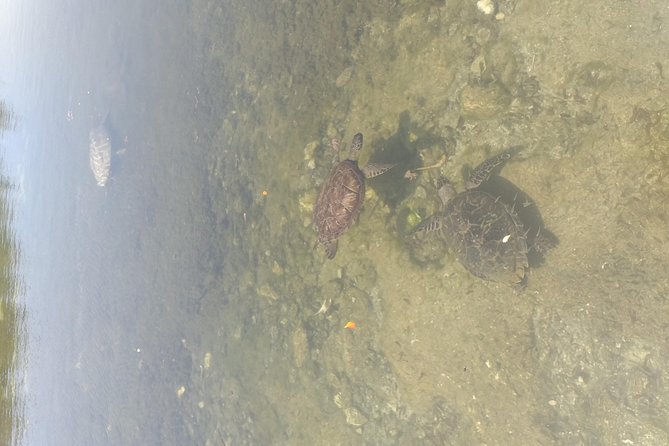 Sweetings Cay Mangrove Kayaking and Turtles - Private Nature Adventure