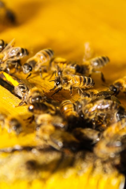 Swim in the Indigenous Eyes Cenotes - Itinerary Details