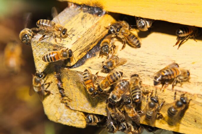 Swim in the Indigenous Eyes Cenotes - Sustainability Efforts