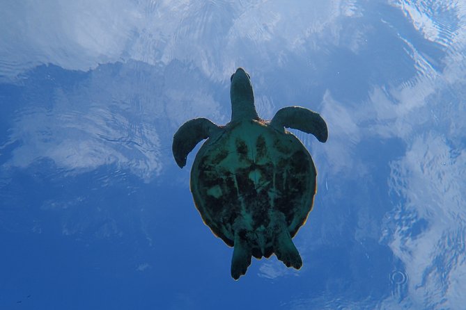Swim in the Shining Sea! Sea Turtle Snorkeling - Positive Guest Reviews