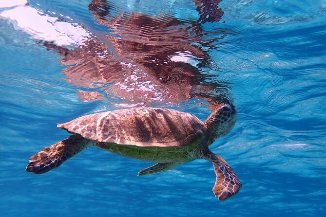 Swim in the Shining Sea! Sea Turtle Snorkeling - Guided by Friendly Local Experts