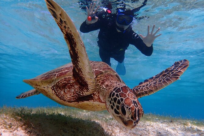 Swim in the Shining Sea! Sea Turtle Snorkeling - Exploring the Shigira Beach Area