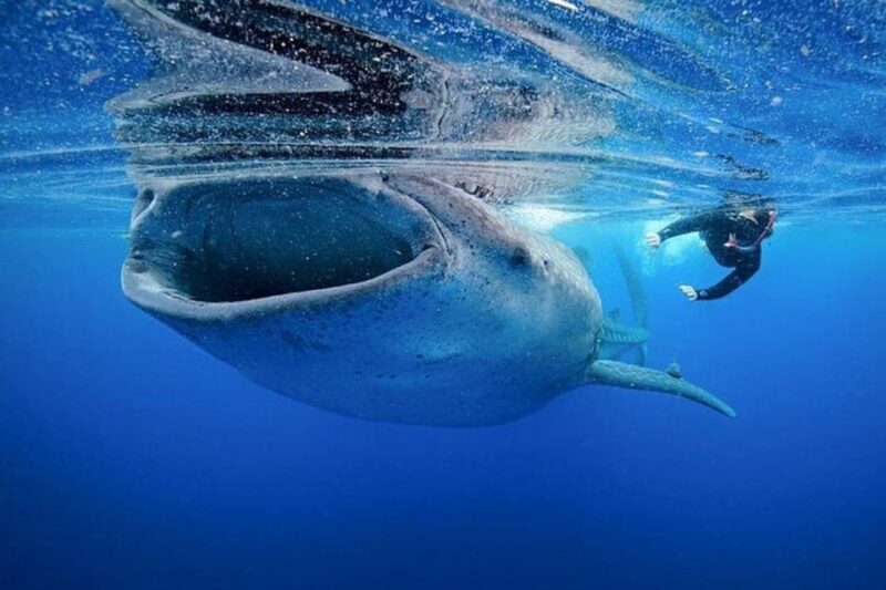 Swim Next to Whale Shark Only From Cancun - Itinerary and Transportation