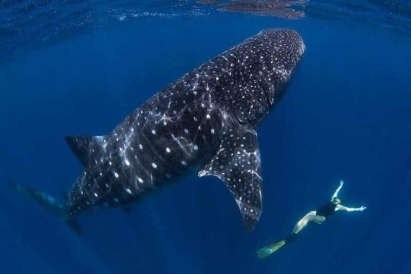 Swim Next to Whale Shark Only From Cancun - Inclusions and Exclusions