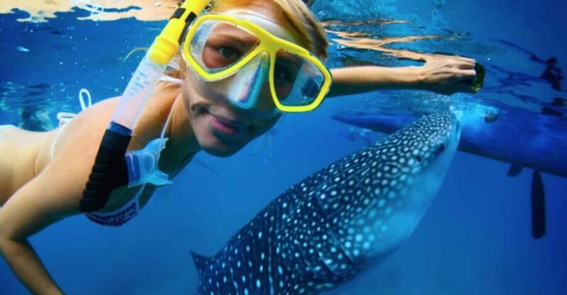 Swim Next to Whale Shark Only From Cancun - Important Information