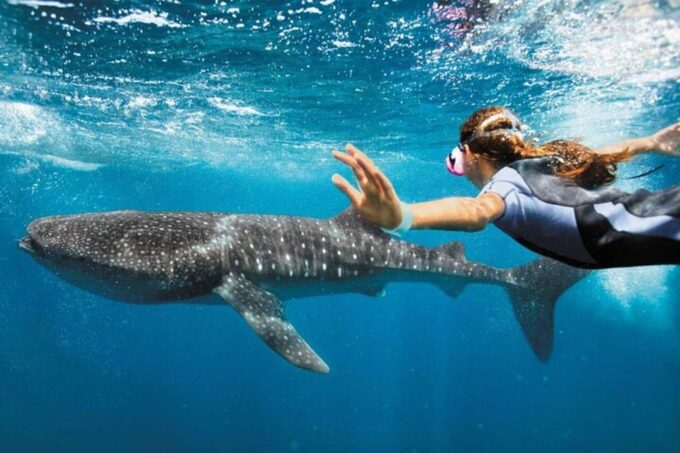 Swim Next to Whale Shark Only From Cancun - Whale Shark Encounter